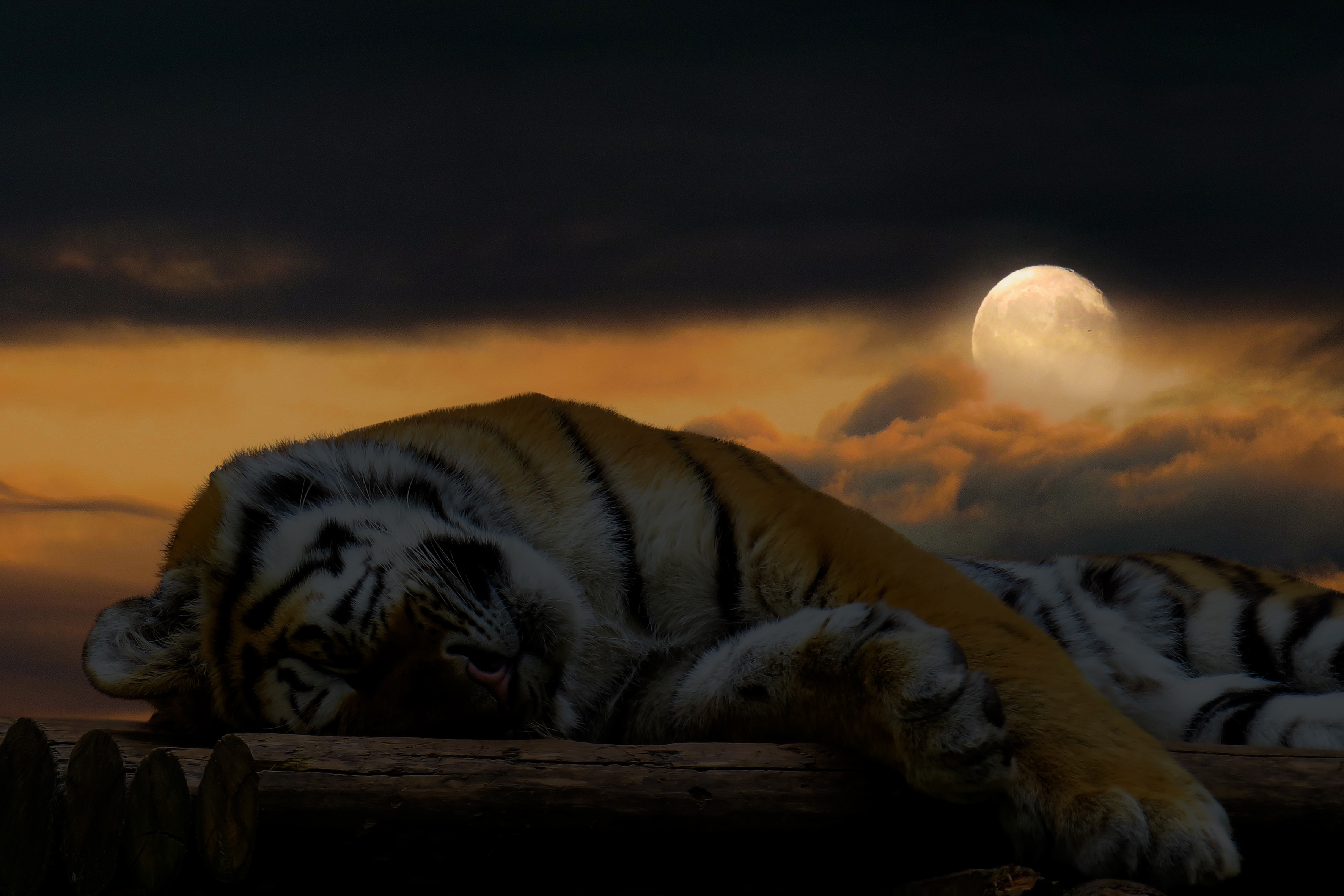 Тигр ночью
