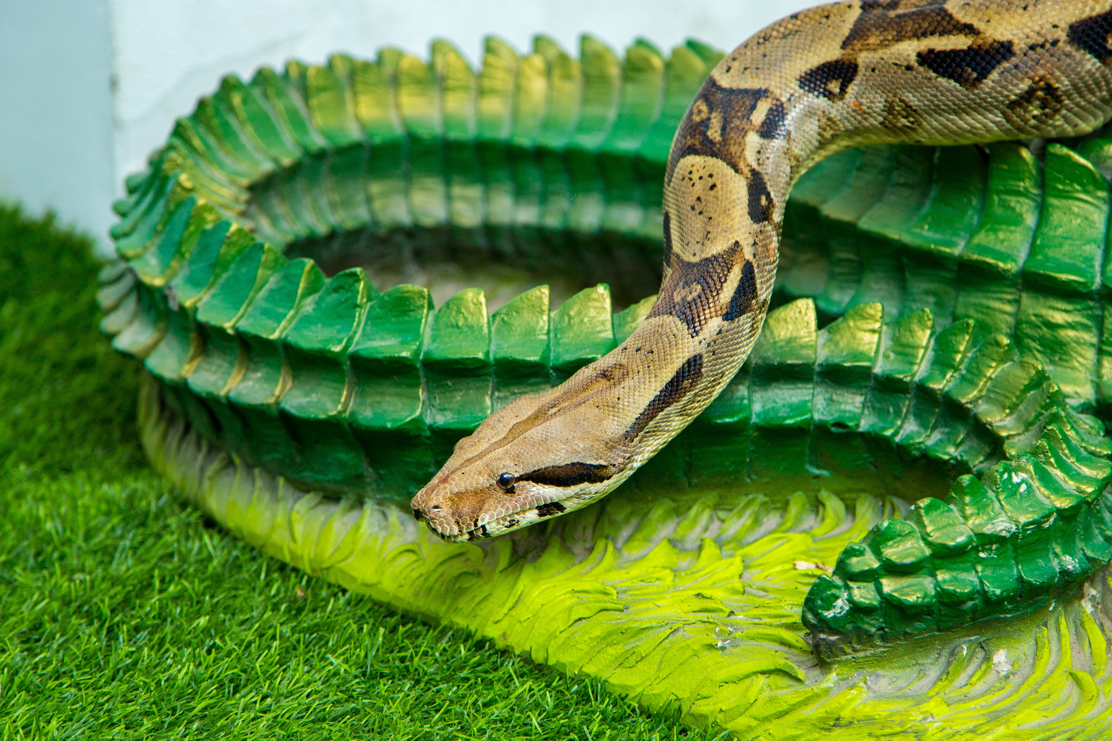 Животные про змей. Лондонский зоопарк зеленый питон. Змеи картинки. Змея извивается. Змея в траве.