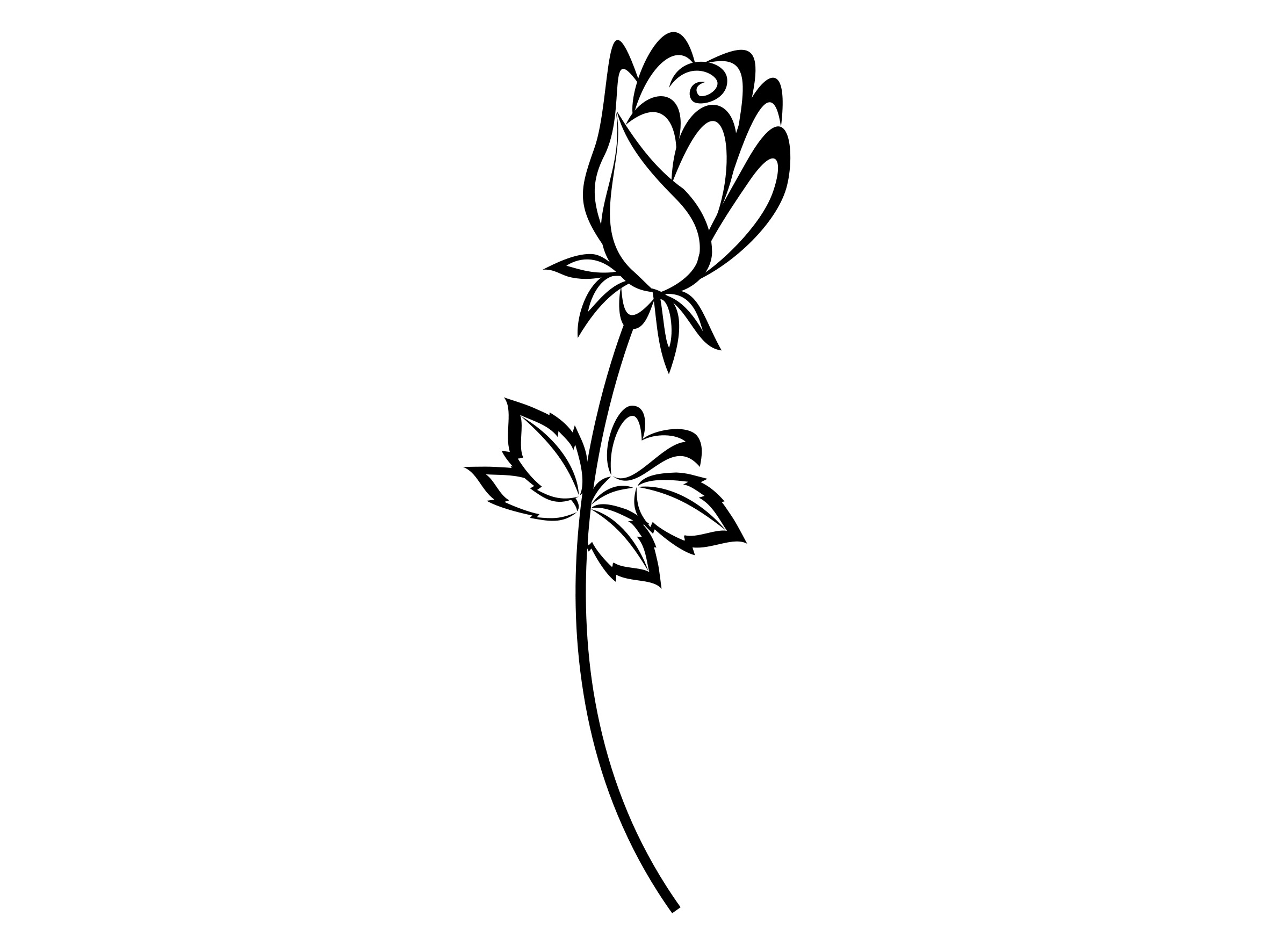 Beautiful black and white drawing of the rose flower on the stem with