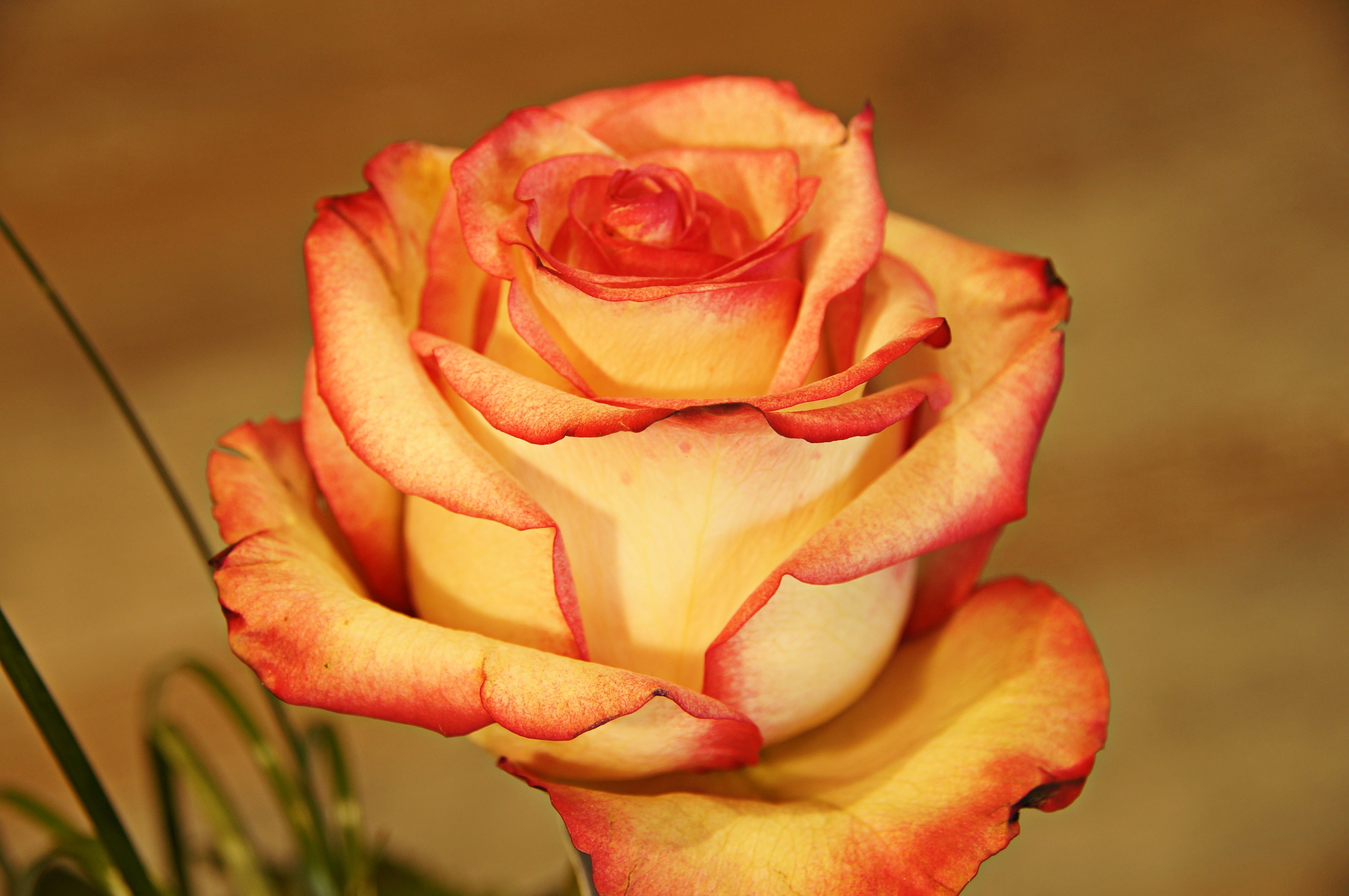Розы с оранжевой окантовкой