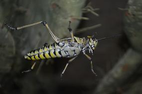 nice Grasshopper Bug