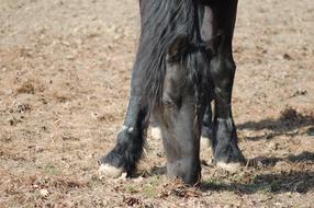 black horse in riding school
