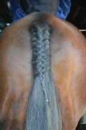 Cute, braided, grey tail of the brown horse