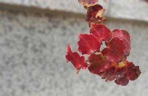 red Ivy Leaves at city