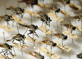 Different mosquitoes on the pins with notes