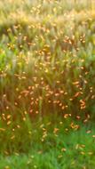 Mosquito Swarm over meadow in blurred background