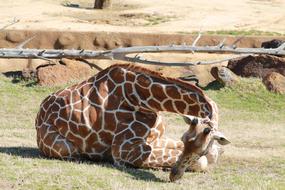 wild Giraffe Animals at Nature