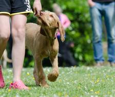 Person, training beautiful, cute and colorful Vizsla dog, on the green meadow with colorful flowers