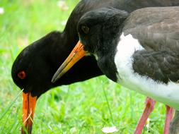 Oystercatcher Mother Birds