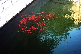 red swirl of koi fish in Pond
