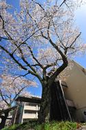 Cherry Blossoms in garden at Blue Sky