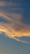 Swarm of mosquitoes, at beautiful blue sky and yellow clouds on background