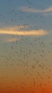 Swarm Mosquitoes