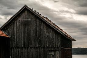 pigeons on the roof of a wooden shed in germany