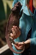 chameleon in hands on a blurred background