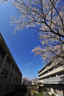 Cherry Blossoms at Blue Sky and school building