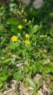 Yellow Sharp Flowers