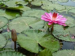 Beautiful and colorful Lotus flowers, among the green leaves on the water