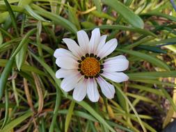 Beautiful, white and orange flower near the Buddha hill in Australia