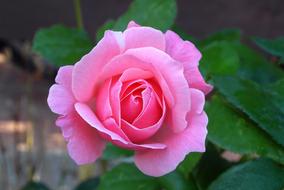 garden pink rose