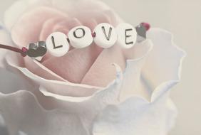 wonderful Love text Rose Flower