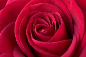 wallpaper with red rose