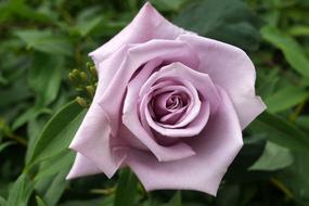 beautiful purple Rose at green leaves
