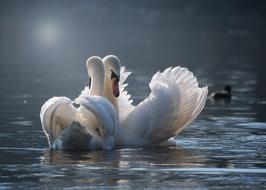 wonderful Swan Pair Love