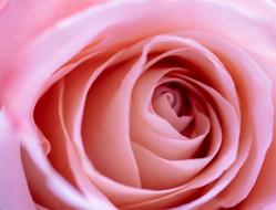 wallpaper with pink rose bud