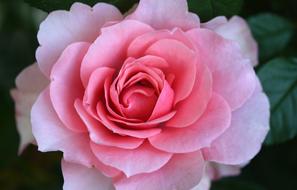 macro photo of a delicate fragrant rose
