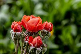 drops of water on a spray rose