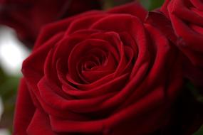 wonderful Rose Red Love