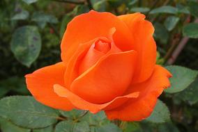 Orange half open Rose Flower