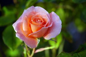 pinkish garden rose