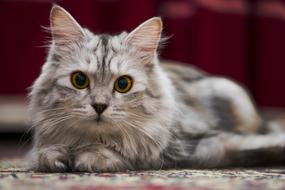watching grey furry cat