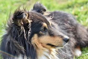 shetland sheepdog is resting on the lawn close-up on blurred background