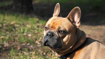 wonderful French Bulldog