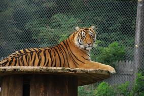 striped dangerous sweater resting in a zoo