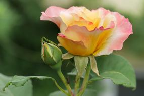 Beautiful, pink, purple and yellow rose flower and bud with green leaves