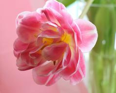 delicate pink flower in a transparent vase
