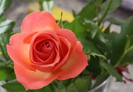Close-up of the beautiful, colorful, gradient rose flower, with the green leaves, in the vase