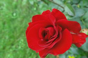 wonderful Rose red garden