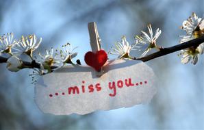 miss you, Message with Red Heart on blooming branch