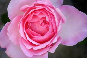 delicate pink bud on the wallpaper