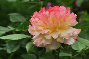 lush bicolor rose on a bush on a blurred background