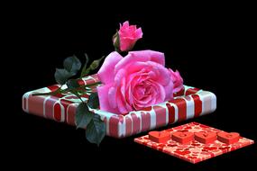 pink rose Flower on gift of love