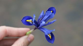 wonderful Flower Give