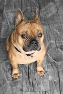 strong French Bulldog