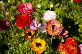 Ranunculuses, Colorful Flowers