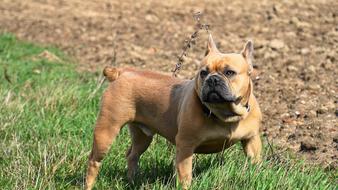 French strong Bulldog